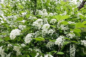 Дендротерапевт и экстрасенс объяснили, что принесут "черёмуховые" холода в мае