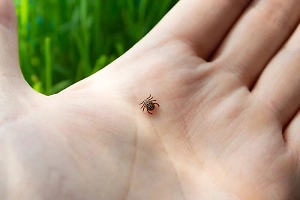 Россиян призвали остерегаться клещей даже в холода