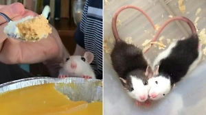 10 фото крысюков, глядя на которые, понимаешь — они и друзья хорошие, и питомцы классные