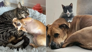 10 очаровательных фото, доказывающих, что "как кошка с собакой" — это не обязательно про ругань