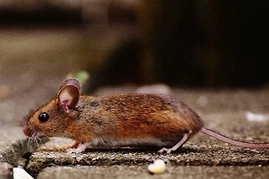 Россиян предупредили об опасной болезни, сравнимой с чумой