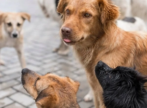Генпрокуратура выступила против произвольного усыпления бездомных животных