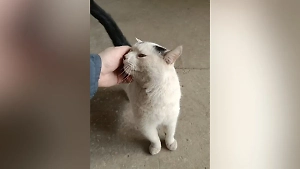 Жители Фрязина ищут кота, пропавшего после пожара, который унёс жизни 6 человек