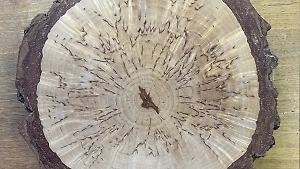 Биологи нашли "волшебный" ген карельской берёзы