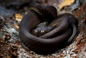 Сердобольная россиянка пригрела ядовитую гадюку, но в ответ получила неблагодарный "кусь"