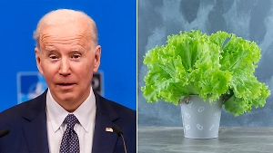 В США устроили соревнования между Байденом и салатом латук