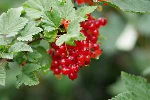 Россиянам рассказали, как определить созревшую смородину