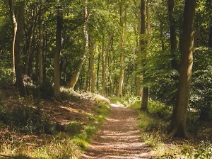 Экс-председателя Нижегородского облсуда нашли мёртвым в лесу
