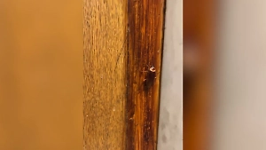 Life.ru снял на видео огромного американского таракана в Госдуме