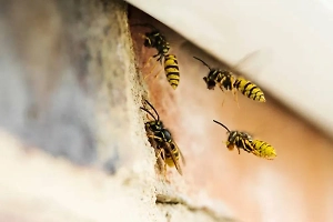 Врач раскрыла, сколько укусов ос человек не переживёт