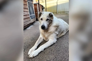 Похудевшему на 50 кг знаменитому псу Кругетсу ищут хозяев