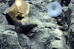 Найденный у берегов Аляски золотистый шар поставил учёных в тупик