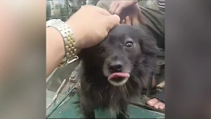 Российские танкисты поделились видео с милым хвостатым добровольцем — тойтерьером Нанайкой