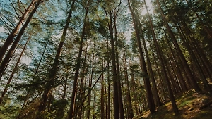 Эксперт дал главные советы по выживанию, если вы заблудились в лесу