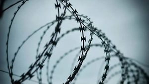 На месте захоронения узников "Дулаг-101" в Ленобласти нашли останки более 40 человек