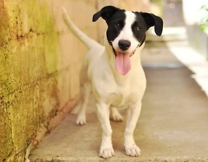 Названы самые популярные литературные клички для собак