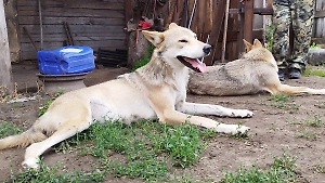 Бойцам СВО передали двух помощниц-волчиц