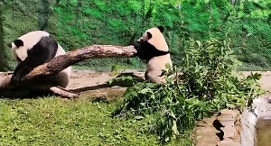 Панда Катюша хулиганит в Московском зоопарке