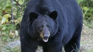 В США 12-летний мальчик спас отца от медведя