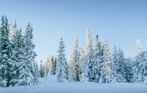 Что могло пойти не так? Двое темнокожих пытались скрыться от полиции в заснеженном русском лесу