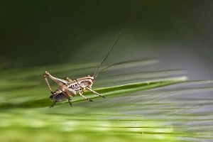 В правительстве считают, что кормить россиян сверчками не нужно