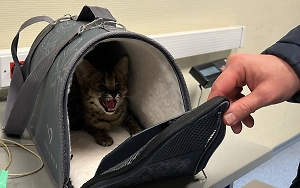 Россиянину грозит 7 лет за попытку вывезти в Турцию детёнышей сервала под видом обычных котят