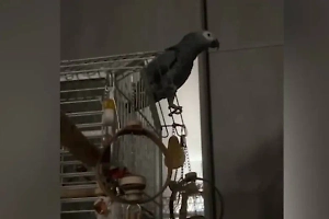 Смышлёный попугай подружился с умной колонкой и устроил в квартире световое шоу