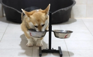 В России подорожает несколько популярных марок кормов для собак и кошек