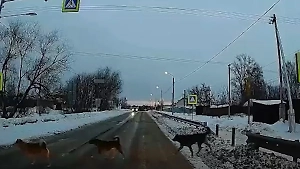 Видеорегистратор заснял "ответственных пешеходов" под Рязанью