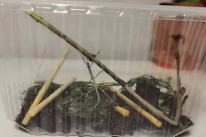 Жительница Прикамья нашла огромное насекомое в купленном в супермаркете укропе