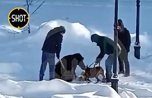 Бойцовый стаффорд насмерть загрыз пекинеса и укусил за руку хозяйку собаки