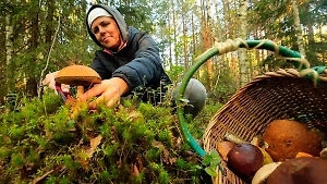 Где и какие грибы собирать осенью в 2024 году: лайфхаки от грибников, как выбрать лучшие места 