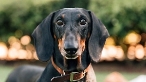 «Обращусь в полицию!»: Жена учителя, избившего таксу в Ясенево, пообщалась с журналистами