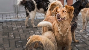 В РФ призвали создать специальную службу для борьбы с бродячими собаками после трагедии в Якутии