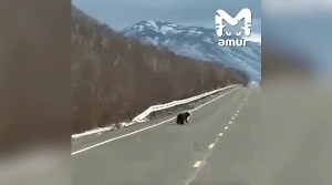 Медвежонка-сироту, потерявшего мать на Камчатке, заметили в 100 км от неё