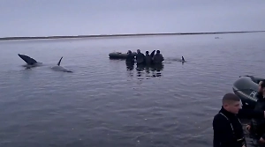 На Камчатке ждут, что через 2-3 часа попавшие на мелководье косатки спасутся
