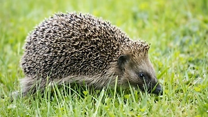 Стало известно, грозит ли российским ежам вымирание вслед за европейскими сородичами