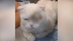 Жестоко избитый хозяевами в Подмосковье кот Шуня лишился глаза, но идёт на поправку