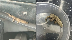 Россиянин стал повелителем «дракона» после покупки авто с живым сюрпризом из Японии