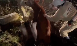 В Северной Осетии спасатели достали корову из люка гидранта