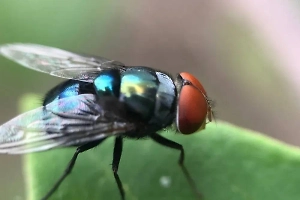 В Принстоне учёные создали первую в мире бессмертную муху, оцифровав её мозг