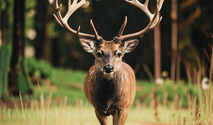 В Якутии объявили ЧС из-за диких оленей, которые уводят домашних самок в тундру