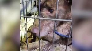 В Ленобласти спасли погребённую заживо собаку, пёселю дали кличку Трубач