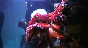 В Московский зоопарк привезли осьминога с голубой кровью и тремя сердцами