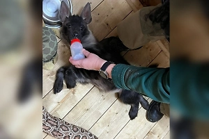 Москвичи выберут имя для детёныша краснокнижной гиены