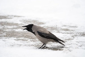 Русская «ворона-сноубордистка» восхитила 10 эпичными спусками с «горнолыжки» на лобовом стекле авто