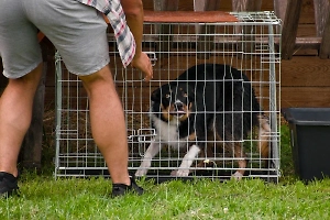 Закон о штрафах за неправильное содержание домашних животных принят в России