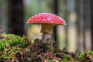 Профессор петербургского вуза едва не умер от отравления мухоморами