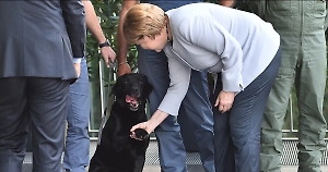 «Трусиху» Меркель уличили в наглой лжи после после инцидента с лабрадором Путина