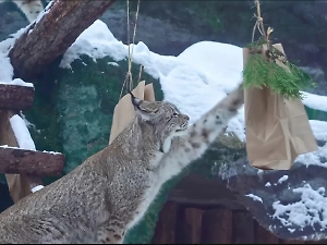 Животные стали ближе: Московский зоопарк обновил видеокамеры